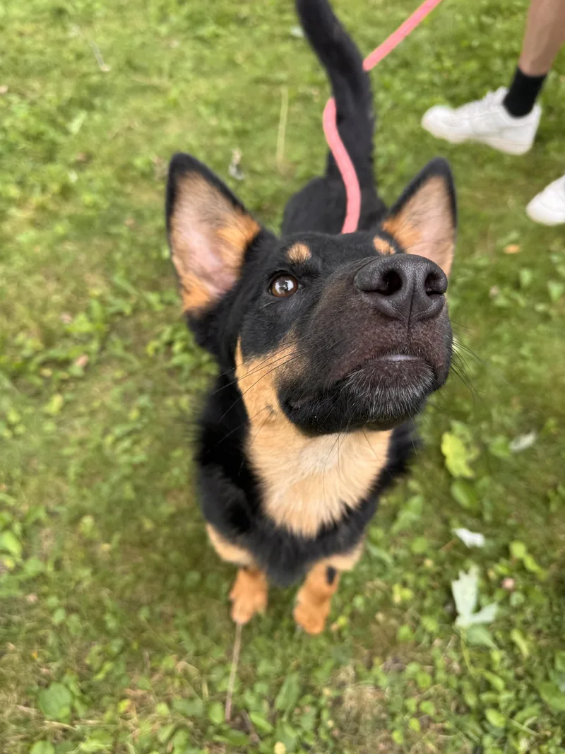 A baby medium-sized male Black German Shepherd Dog dog named Maddox for adoption in Midland, MI