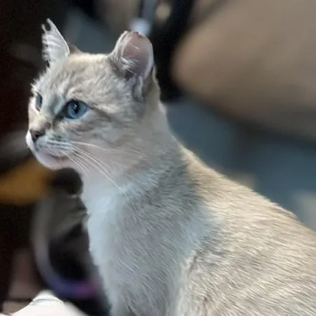 Milkshake thumbnail 2