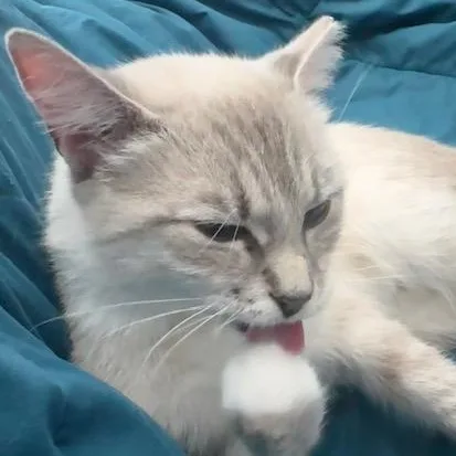Milkshake thumbnail 3