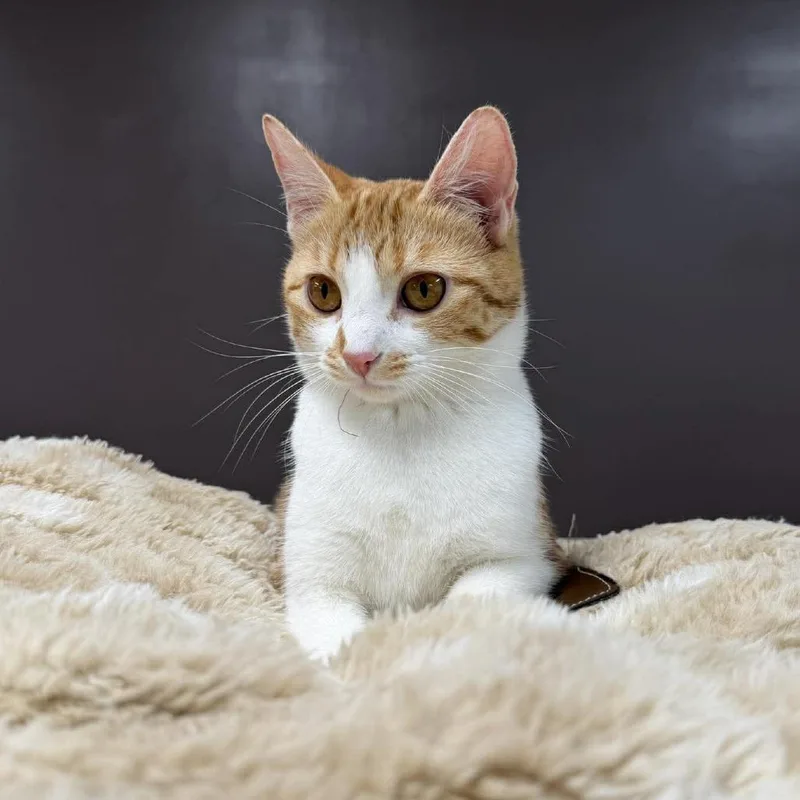 A young medium-sized female Orange / Red Domestic Short Hair cat named Abigail for adoption in Forest Park, IL