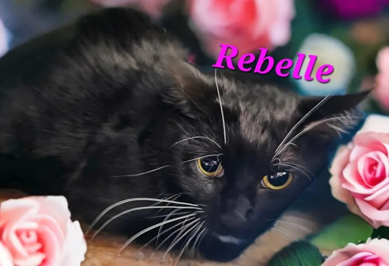 A young medium-sized female Domestic Short Hair cat named Rebelle for adoption in Jim Thorpe, PA