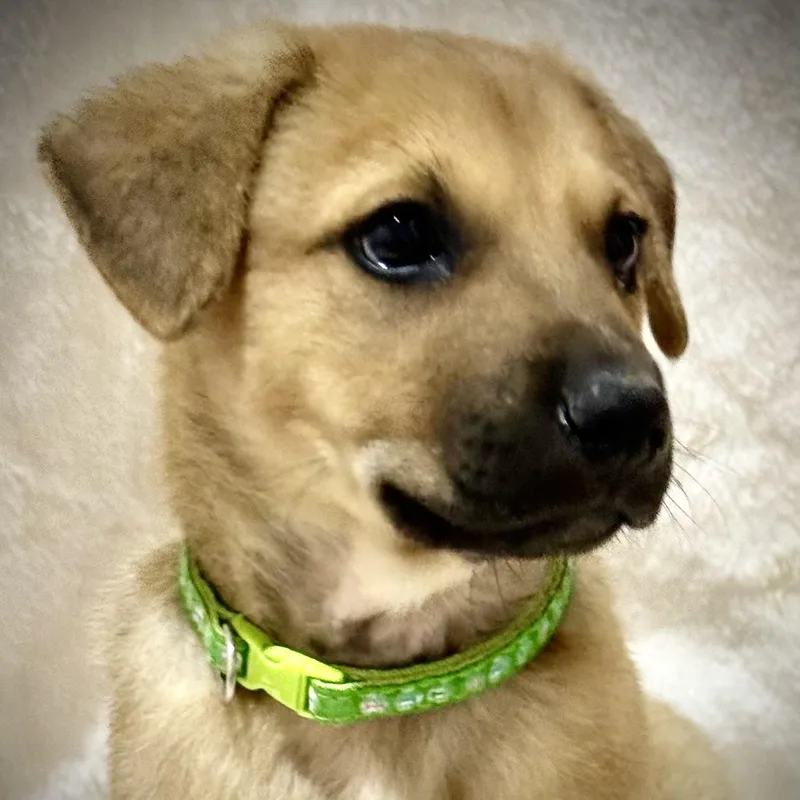 A baby medium-sized female Yellow / Tan / Blond / Fawn Shepherd dog named Peep for adoption in Austin, TX