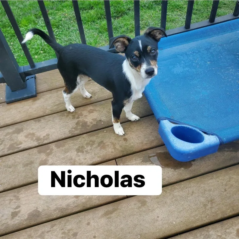 Nicolas