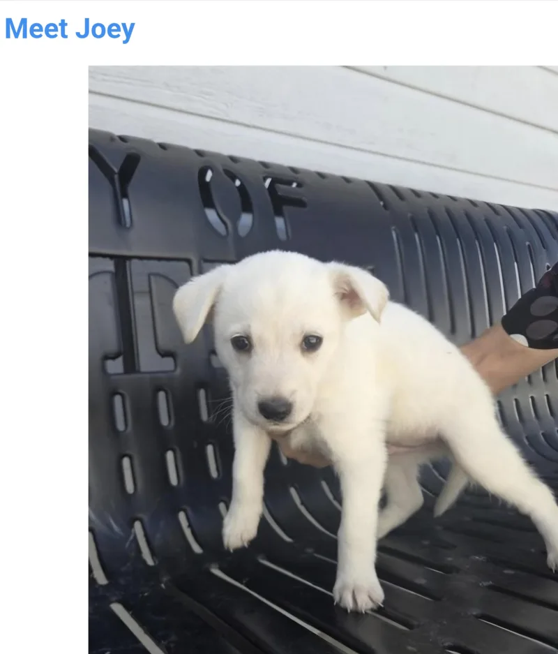 A baby medium-sized male Yellow Labrador Retriever dog named Joey for adoption in Salt Lake City, UT