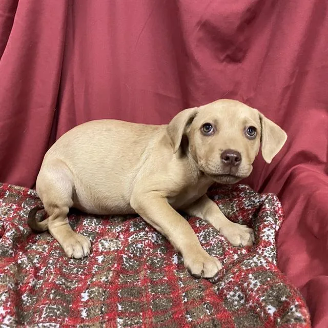 A baby small-sized female Pit Bull Terrier dog named Cocoa for adoption in Modesto, CA