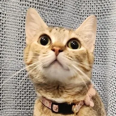 An adult medium-sized female Torbie cat named Daisy for adoption in Sacramento, CA