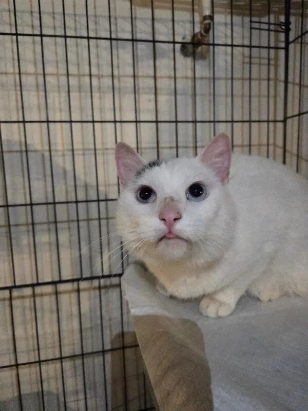 An adult medium-sized male White Domestic Short Hair cat named Blu for adoption in MOUNT AIRY, NC