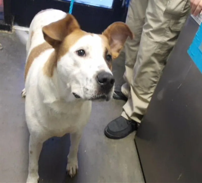 A young large-sized female Pit Bull Terrier dog named Blitz for adoption in Tulsa, OK