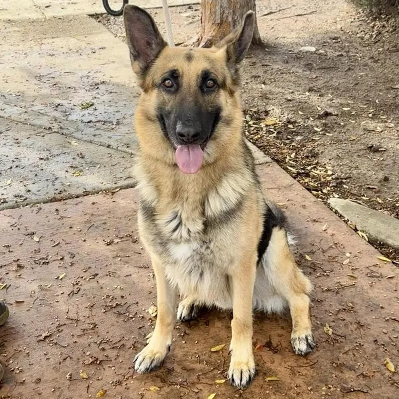 Mutt Damon thumbnail 4