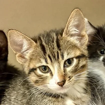 A baby medium-sized female Domestic Short Hair cat named Whole Foods for adoption in Sacramento, CA
