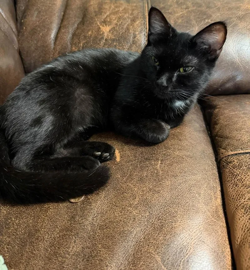 A baby medium-sized female Domestic Short Hair cat named Blue Cheese for adoption in Miami, OK