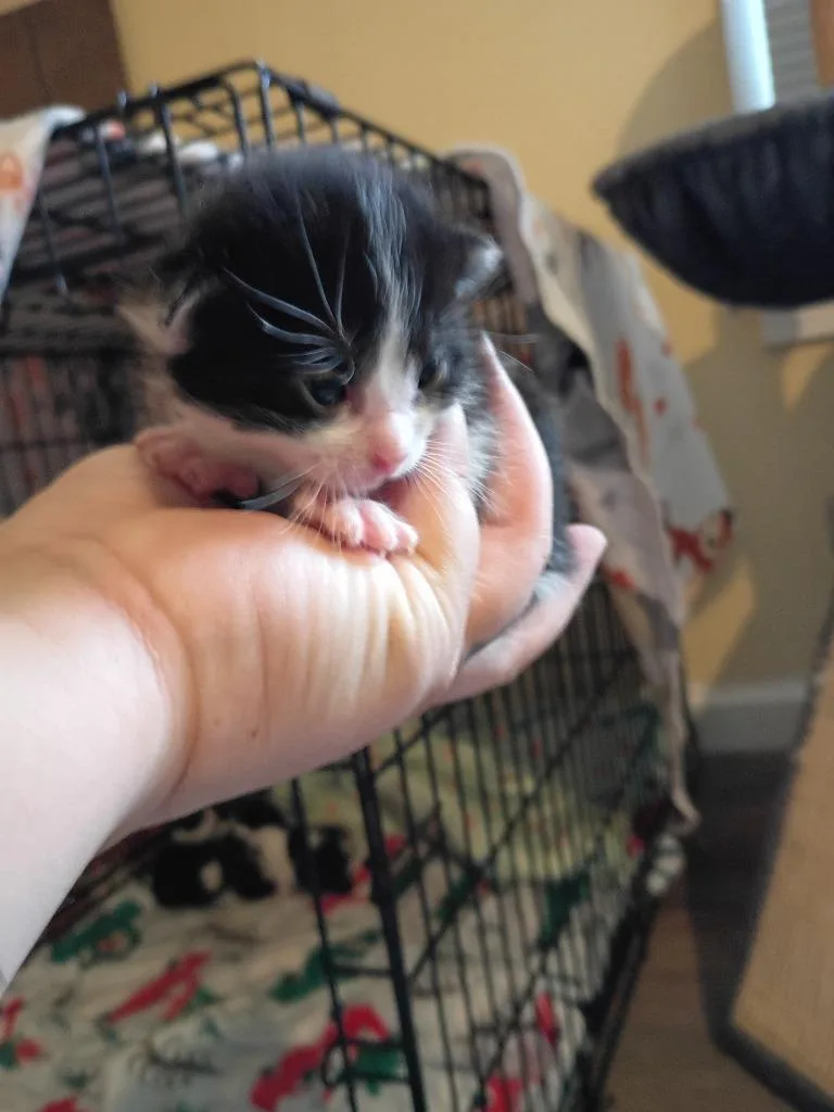 Nugget thumbnail 3