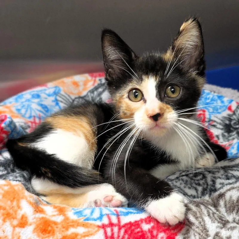 A baby small-sized female Calico Domestic Short Hair cat named Robin for adoption in Michigan City, IN