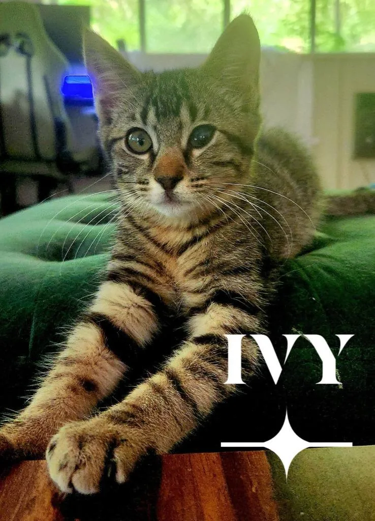 Ivy thumbnail 2