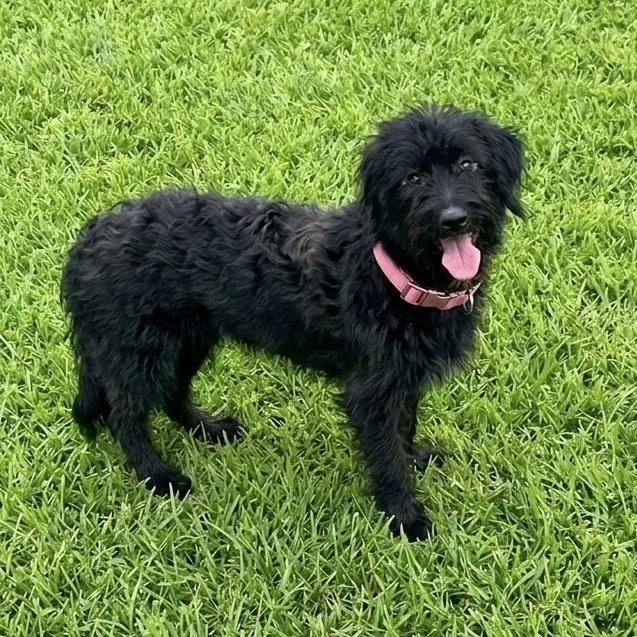 A young small-sized female Black Terrier dog named Elvira for adoption in Las Vegas, NV