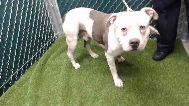 An adult medium-sized male Pit Bull Terrier dog named Chato for adoption in Downey, CA