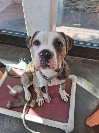 An adult large-sized male Mixed Breed dog named Scooter for adoption in Fallston, MD