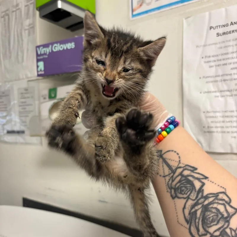 A baby small-sized male Gray / Blue / Silver Domestic Short Hair cat named Hide away for adoption in Charleston, WV