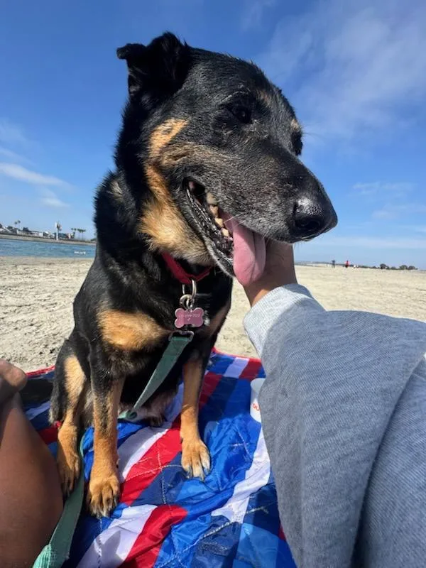 A senior large-sized female Shepherd dog named Prudence for adoption in San Diego, CA