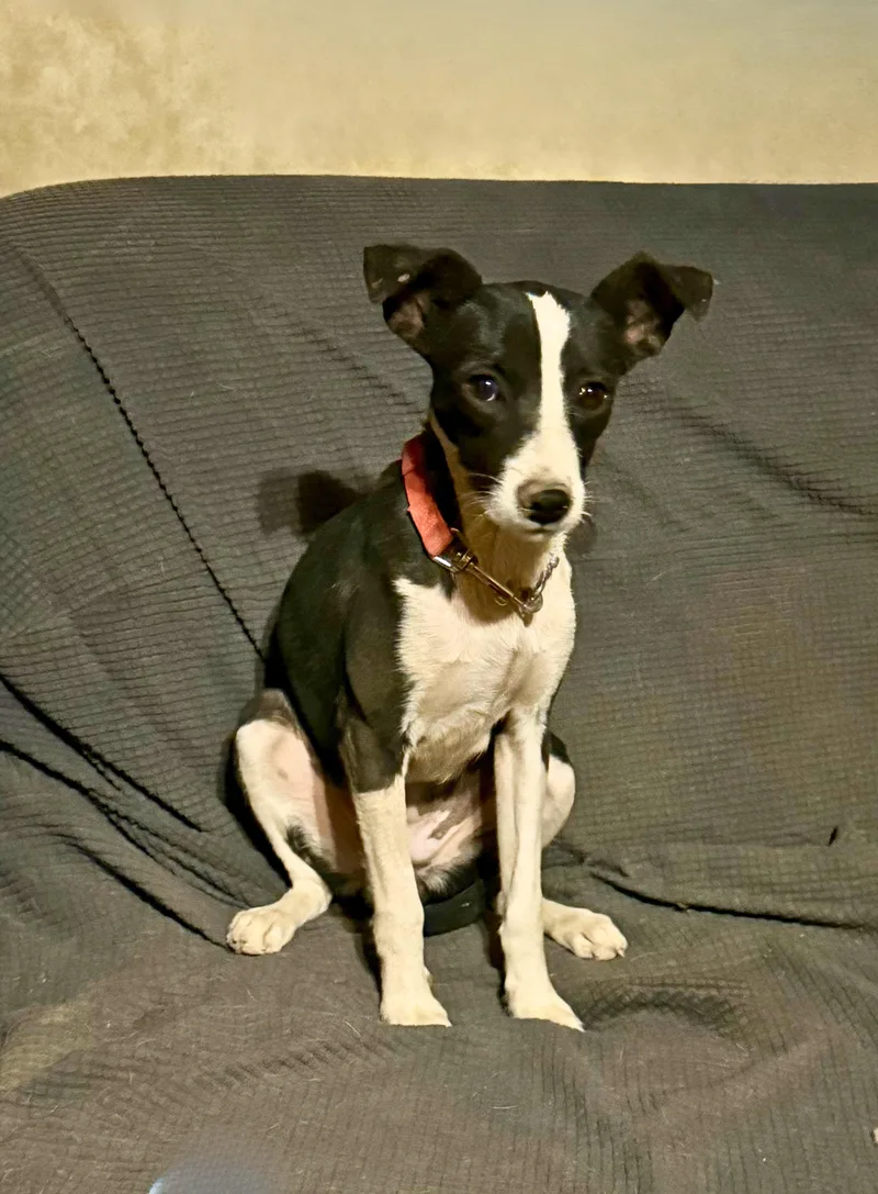 A young small-sized female Chihuahua dog named Cricket for adoption in Tucson, AZ