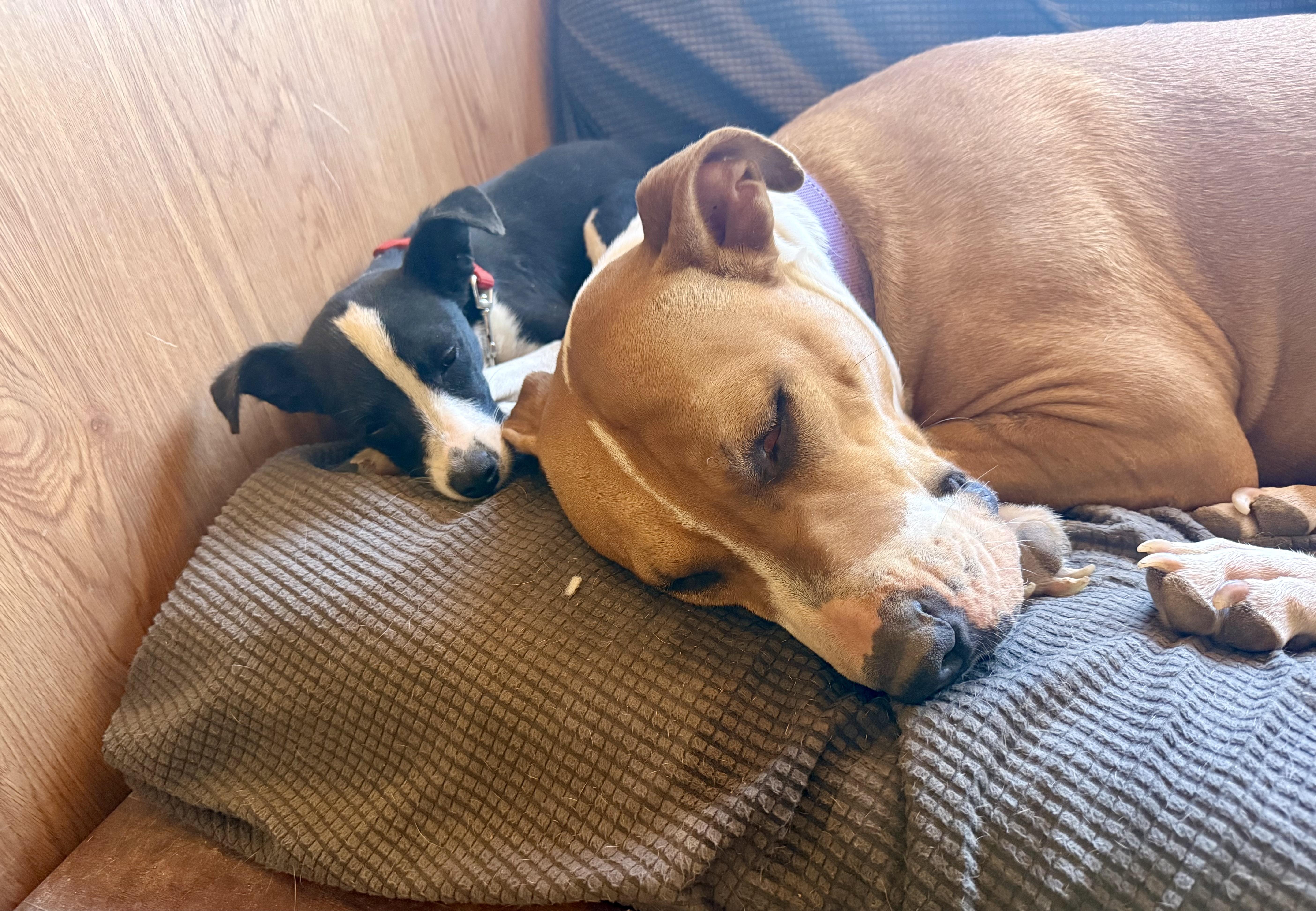 Cricket thumbnail 2