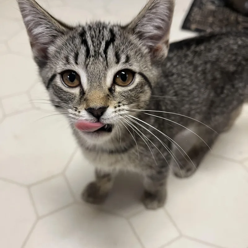 A baby small-sized female Tabby (Gray / Blue / Silver) Tiger cat named Marigold for adoption in Marlette, MI