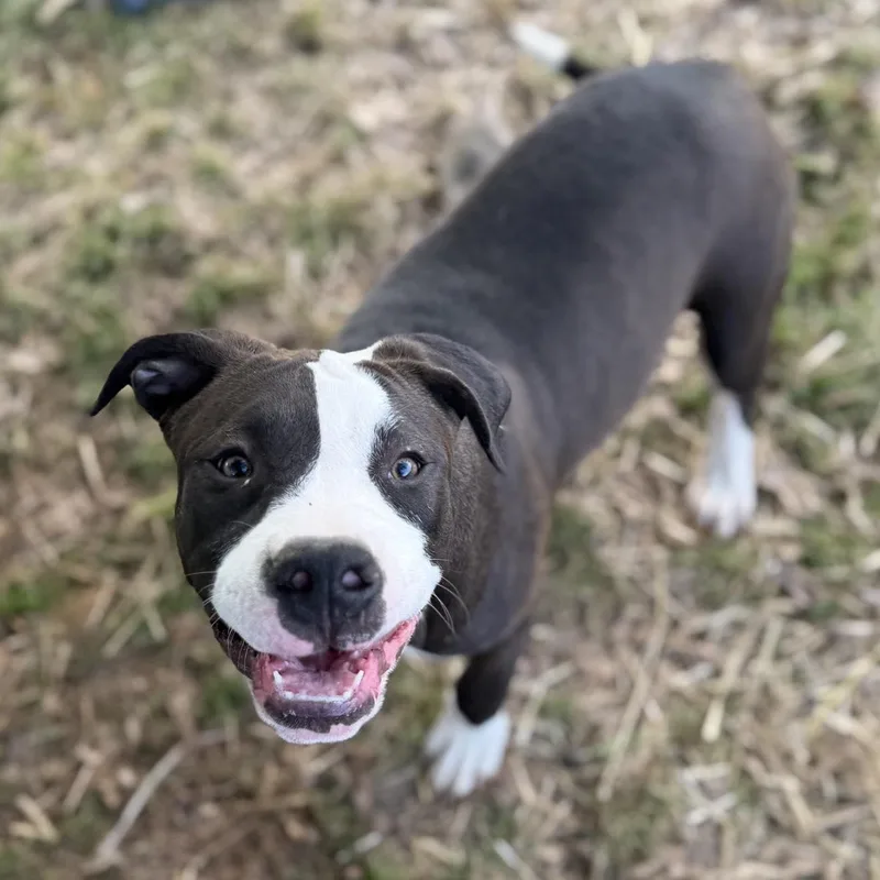 A baby medium-sized female Mixed Breed dog named Geneva for adoption in Northwood, NH
