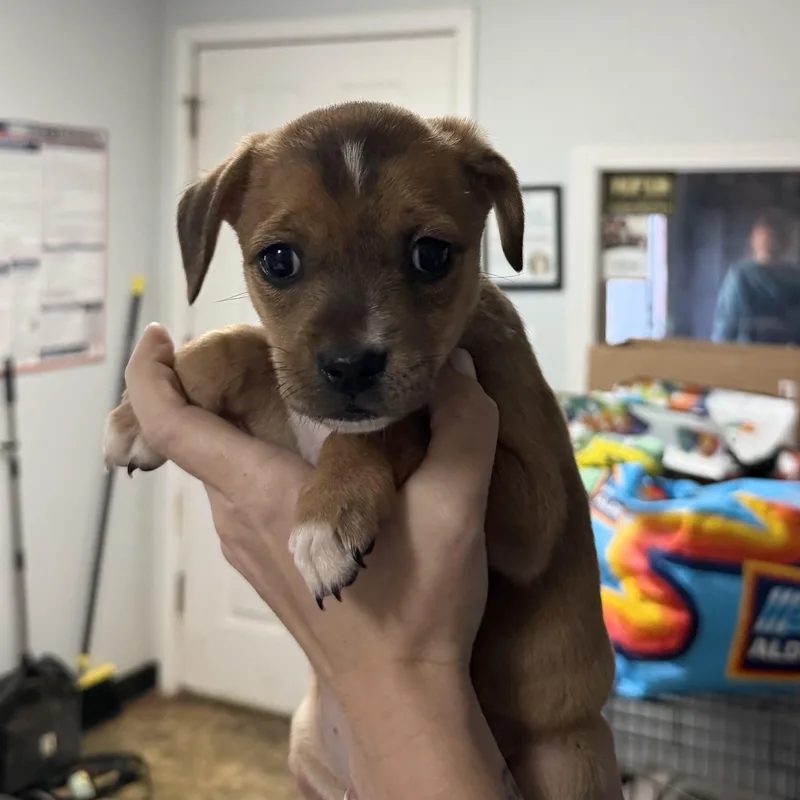 Biggie Bag thumbnail 3