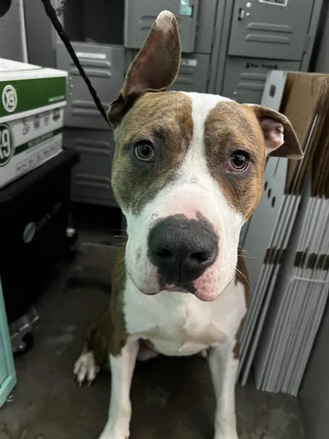 A young large-sized male Mixed Breed dog named Tiger for adoption in Dallas, TX