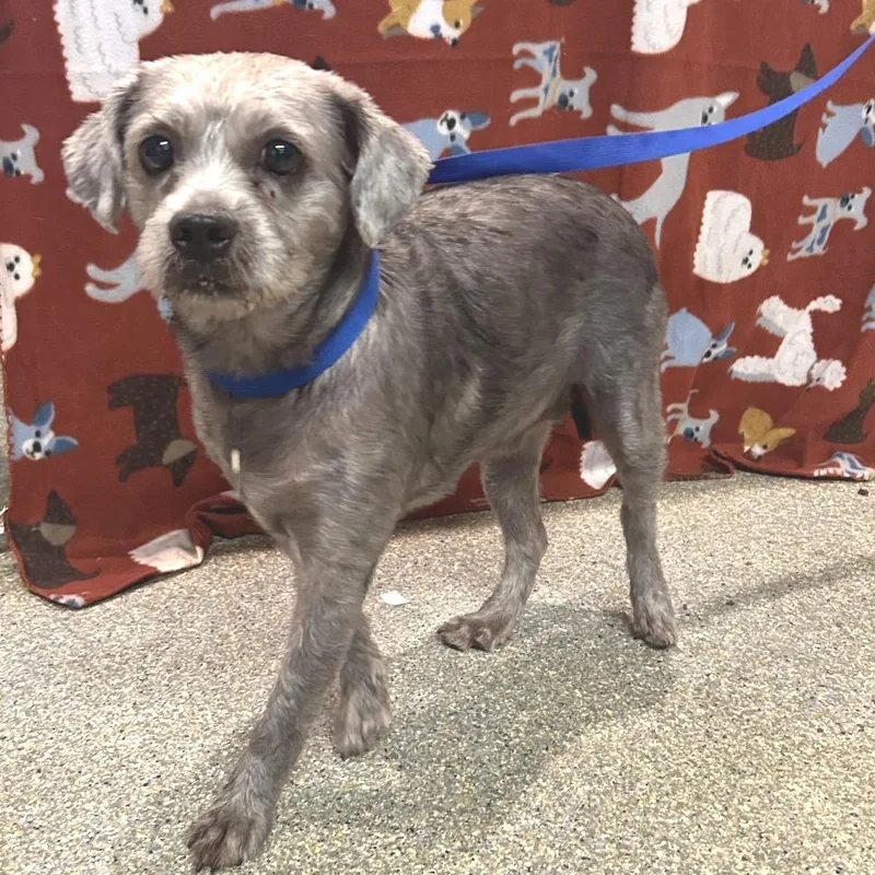 An adult medium-sized female Schnauzer dog named Jackie City of for adoption in Chino Hills, CA