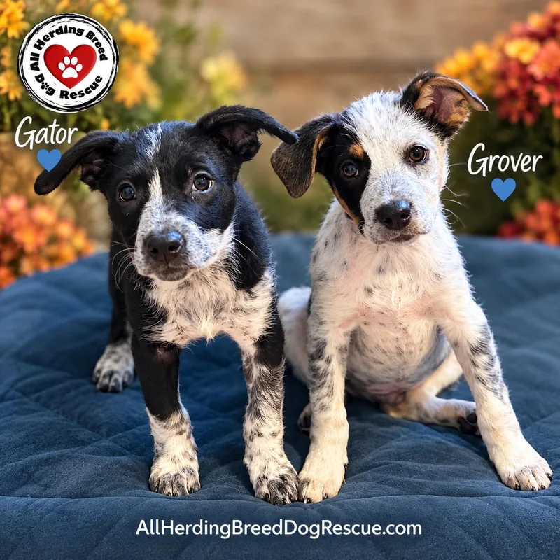 A baby medium-sized male Cattle Dog dog named Grover for adoption in Joliet, IL