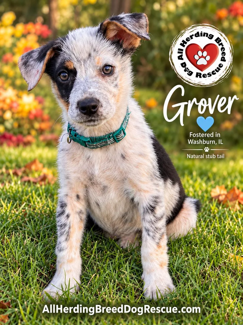 Grover thumbnail 2