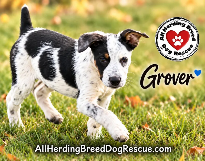 Grover thumbnail 3