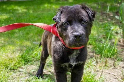 A baby small-sized male Mixed Breed dog named Carbonara for adoption in West Chester, PA