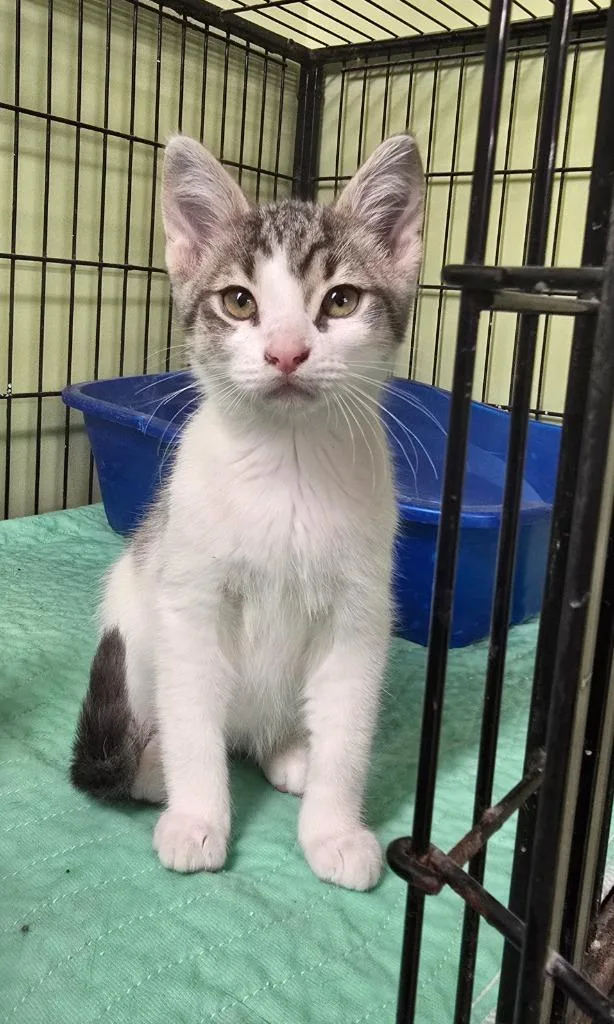 A baby small-sized female Domestic Short Hair cat named Security Deposit for adoption in Auburn, IN