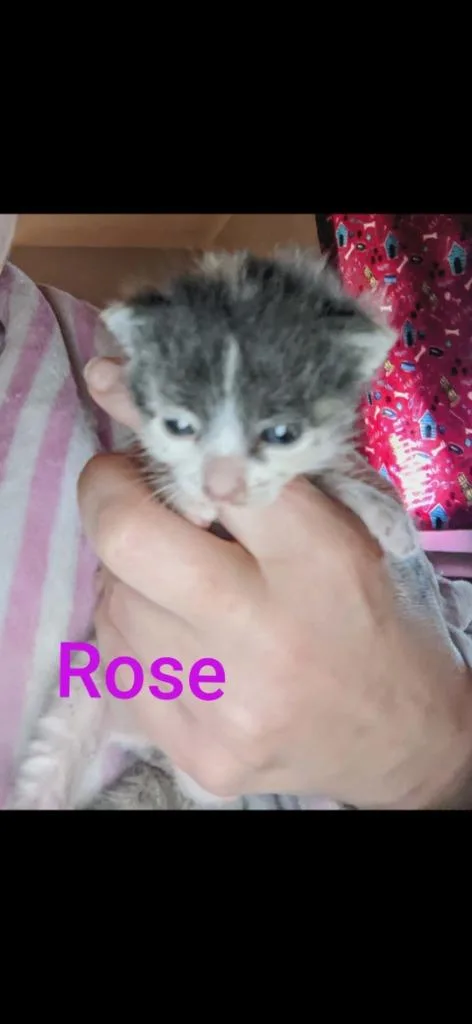 Rose