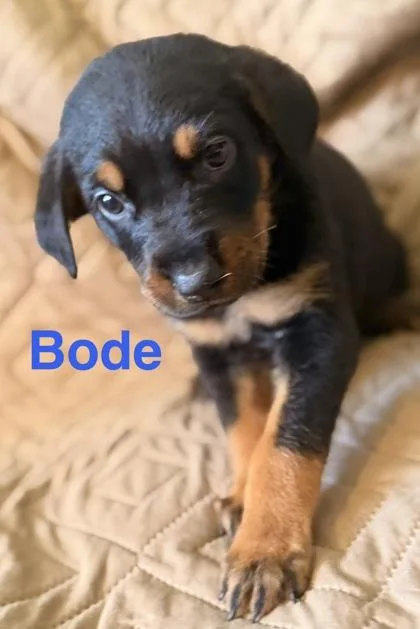Bode