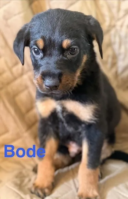 Bode thumbnail 2