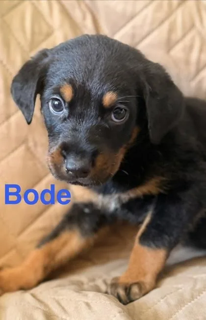 Bode thumbnail 3