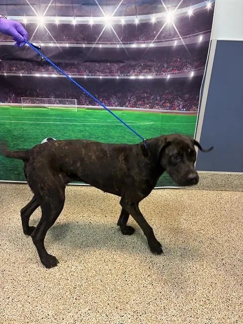 A young medium-sized female Pit Bull Terrier dog named Amber for adoption in Miami, FL