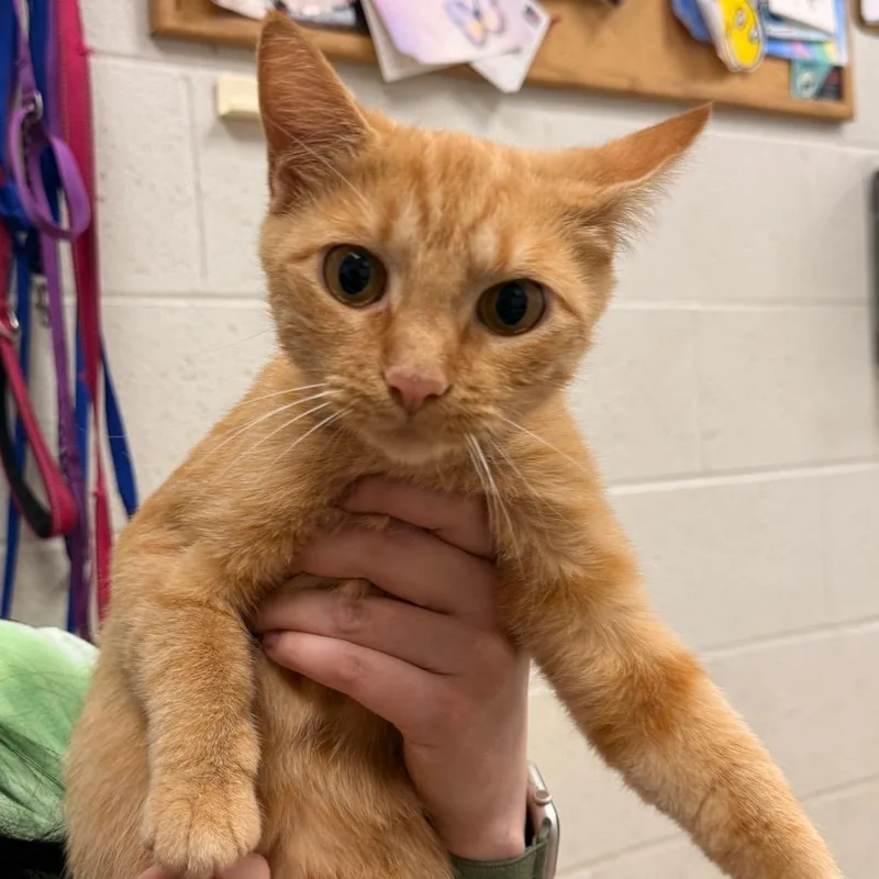 A young medium-sized female Orange / Red Domestic Short Hair cat named Goldilocks for adoption in Evansville, IN