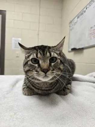 A young small-sized male Domestic Short Hair cat named Buddy for adoption in Westland, MI