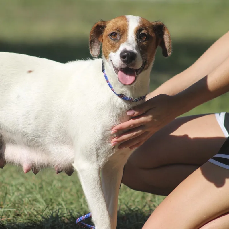 An adult medium-sized female White / Cream Beagle dog named Sheryl Yoast for adoption in Columbia, SC