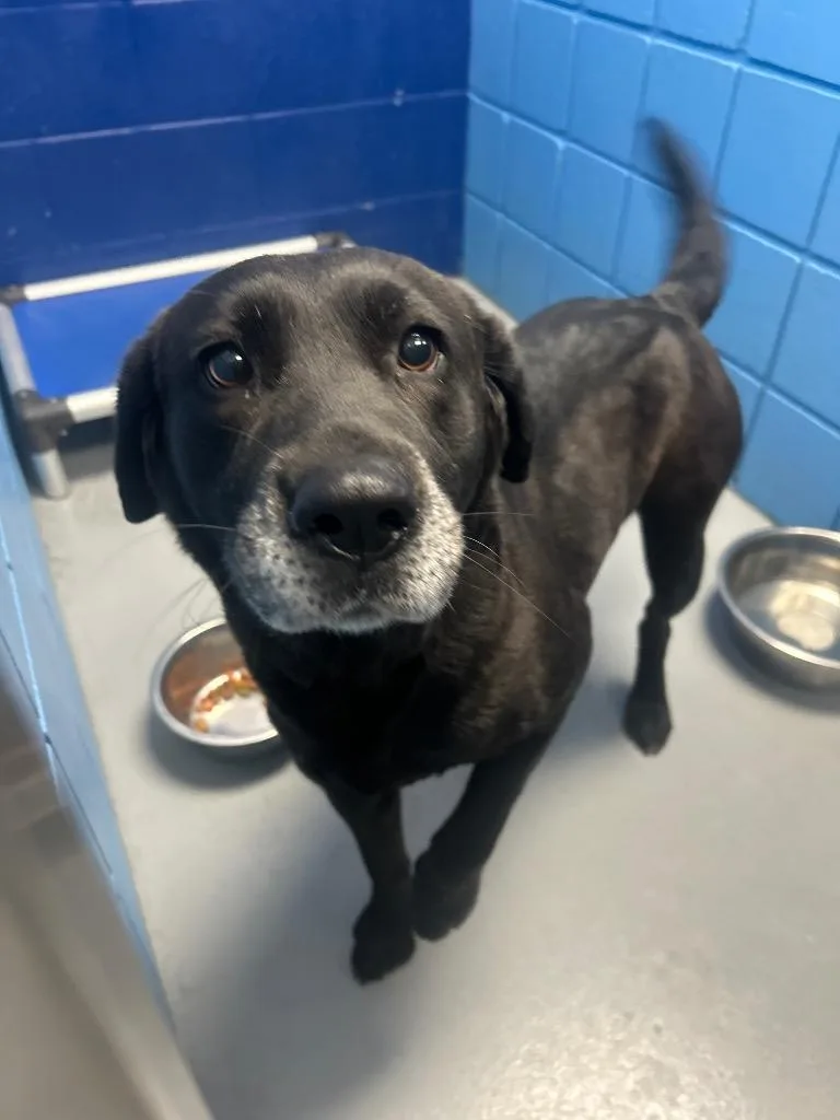 A senior medium-sized female Labrador Retriever dog named Mabel for adoption in Hartsville, SC