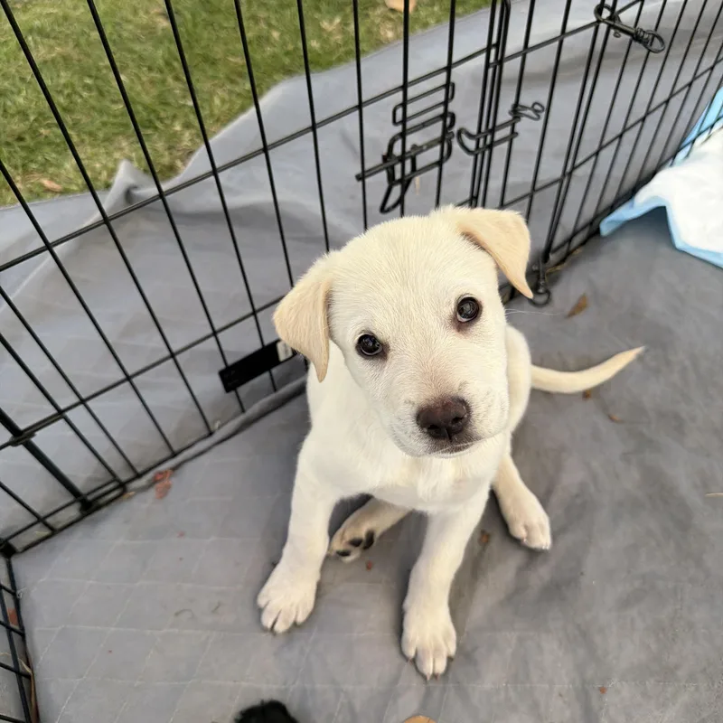 A baby medium-sized male Labrador Retriever dog named Parmesan for adoption in San Diego, CA