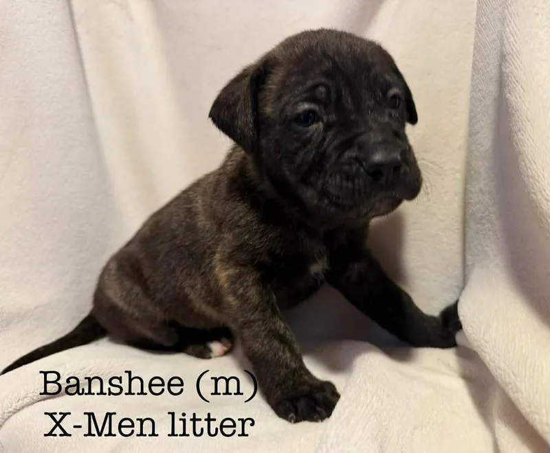 Banshee thumbnail 4