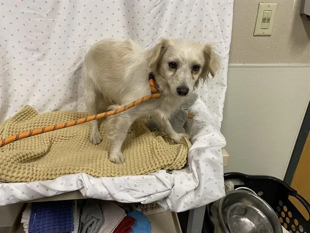 A young small-sized male Chihuahua dog named A for adoption in Modesto, CA
