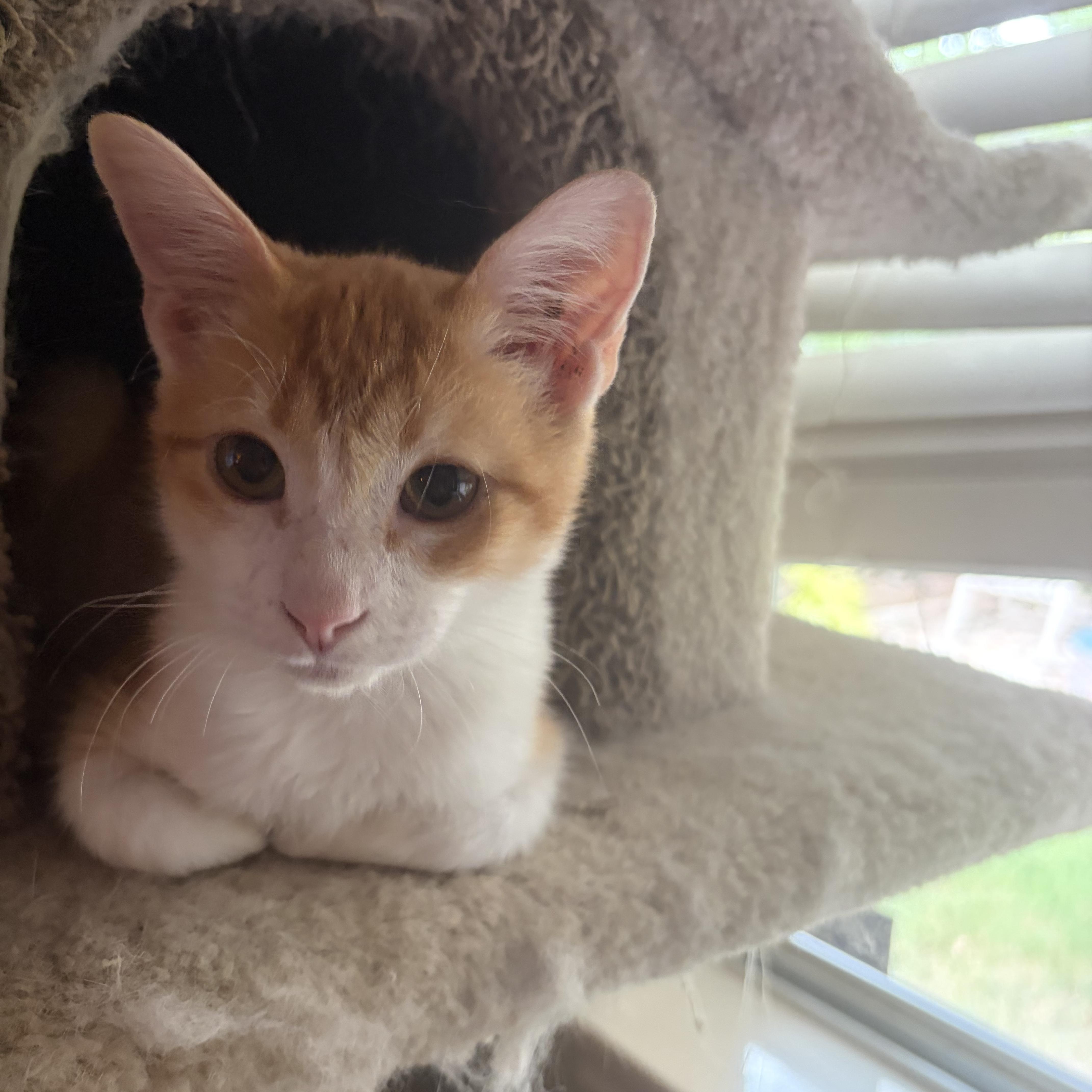 A baby medium-sized male Domestic Short Hair cat named Patrick for adoption in Austin, TX