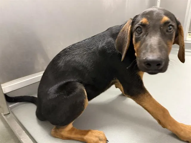 A baby medium-sized male Doberman Pinscher dog named Arnold for adoption in Ontario, CA