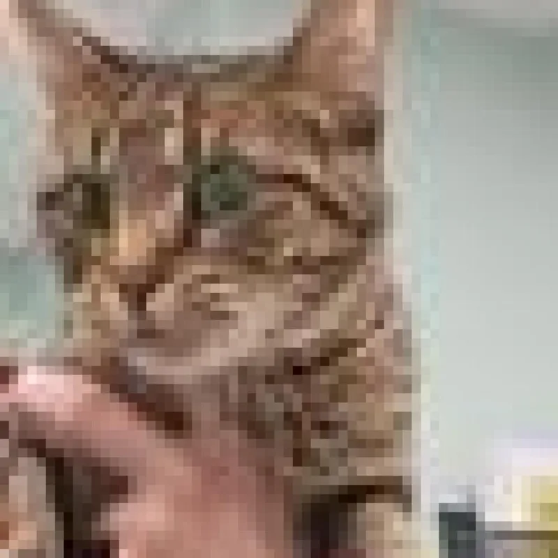 An adult medium-sized female Domestic Short Hair cat named Luna Cat for adoption in Knoxville, TN